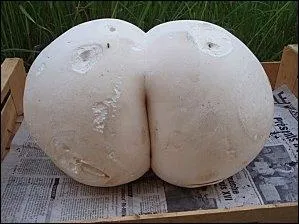 C'est un champignon fesse.