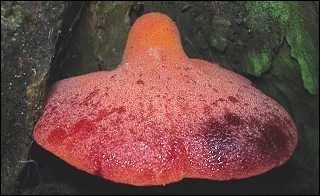 Cette fistuline hpatique est un trs bon comestible, on l'appelle aussi langue de buf.