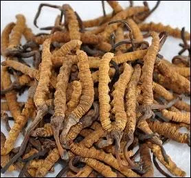 Le Yarsagumba est un champignon parasite d'une chenille et se vend environ 5000 euros le kilo.