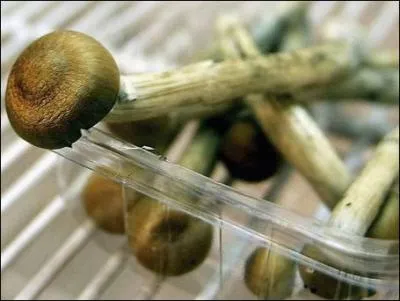 Ces champignons hallucinognes sont utiliss pour lutter contre la dpression.