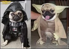 Les chiens n'chappent pas non plus au cosplay. O est Yoda ?