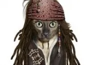 Quiz Clbrits animales 3/4 - Humour