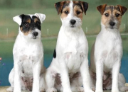 Quiz Chien Jack Russell et Parson Russell