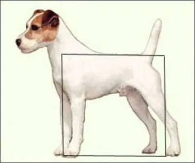 Quelle est la taille idale du parson ? (Le standard accepte explicitement 2 cm en plus ou en moins)