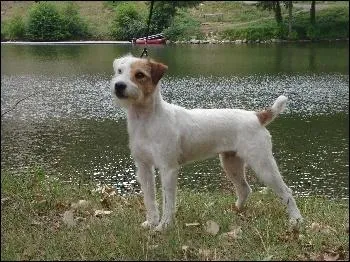 Depuis quand le parson russell est-il reconnu officielement ?