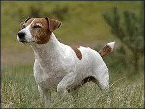 Quelle est la spcialit du jack ou du parson russell ?