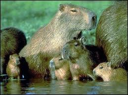 Cette marmotte d'Amrique est magnifique avec sa petite famille, allez donc l'observer en Amrique du sud.