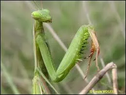 Quelle est la particularit de la mante religieuse ?