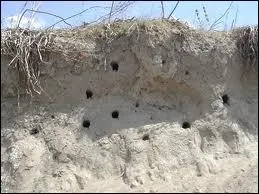 A quel animal appartiennent ces   trous   ?