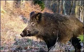 A votre avis, de quelle famille appartient le sanglier ?
