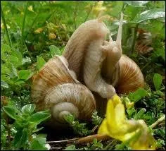 Quelle est la particularit de l'escargot ?