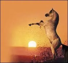 Quel est son poids ?