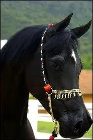 Quelles disciplines est-il capable de faire le mieux ?