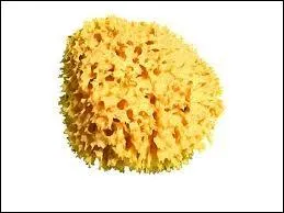 Comment s'appelle ce matriel d'quitation ?