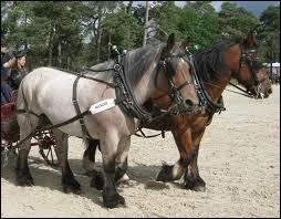 Et quel est son poids ?