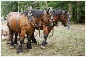 Quelles sont ses robes ?