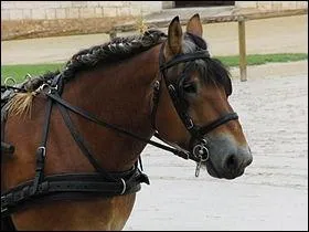 Avec quelle race peut-on le confondre le plus ?