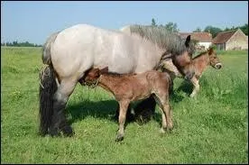 Combien y a-t-il de naissances en moyenne par an ?