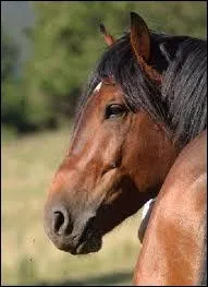 Avec qui peut-il �tre crois� ? (plusieurs r�ponses)