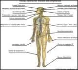 Dans le corps humain, o se trouve le mastode ?