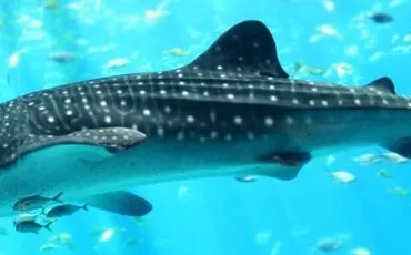 Quiz Requins