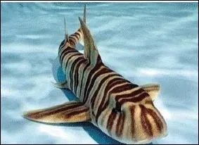 Quel est ce requin ?