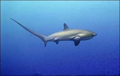 Quel est ce requin ?