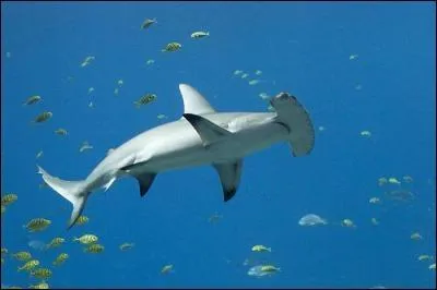 Quel est ce requin ?