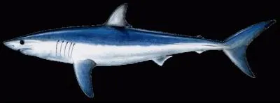 Quel est ce requin ?