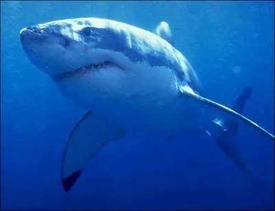 Quel est ce requin ?