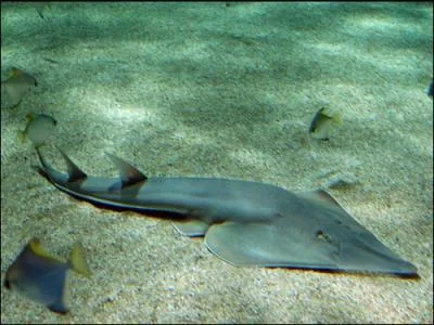 Quelle est cette raie ?