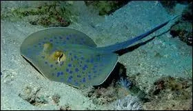 Quelle est cette raie ?