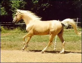 Quelle est la robe de ce cheval ?