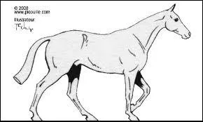 Combien le cheval a-t-il d'allures ?