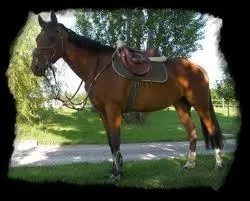 Quelle partie du cheval n'existe pas ?