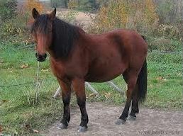 Quiz Galop 1