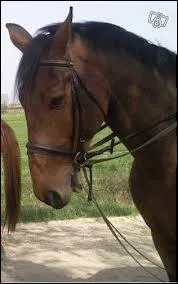 Quelles sont les parties du filet que l'on dtache ?