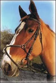 Comment s'appelle cette muserolle ?