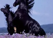 Quiz Le Frison