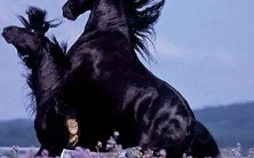 Quiz Frison