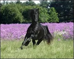 Quelle est sa taille moyenne ?