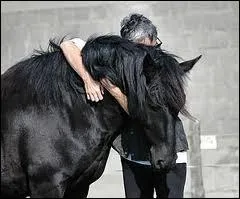 Le frison est un cheval... . (plusieurs rponses)