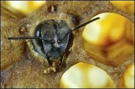 Combien faut-il de jours pour qu'un uf d'abeille se transforme en ouvrire ?