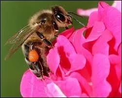 Que reprsente la tache orange sur l'abeille ?