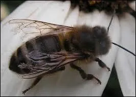 Une abeille peut polliniser jusqu' combien de fleurs par jour ?
