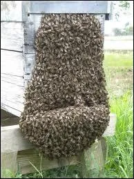 Combien une colonie d'abeilles occidentale comporte-t-elle d'individus ?