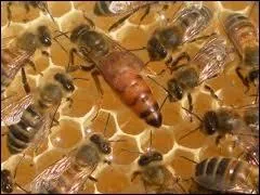 Qui est cette drle de dame ?