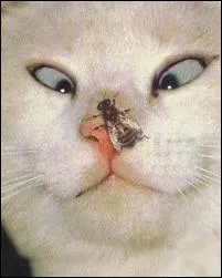 Se dit d'un lger dfaut des yeux quand ceux-ci convergent trop vers le nez ...