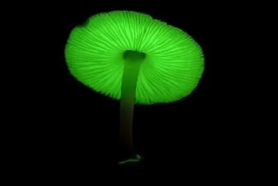 Quel est le phnomne naturel qui permet de voir ces champignons phosphorescents au Japon et au Brsil ?