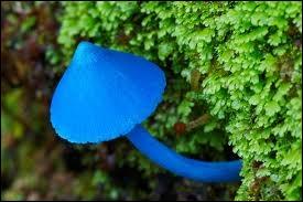 De Nouvelle-Zlande ou d'Inde, quel est le nom de ce champignon bleu ?